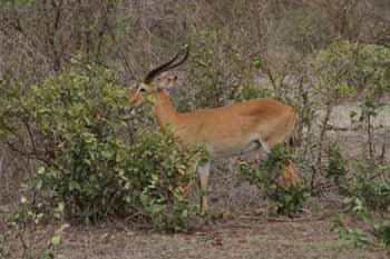 Vie sauvage dans un pa.. Tourisme - 